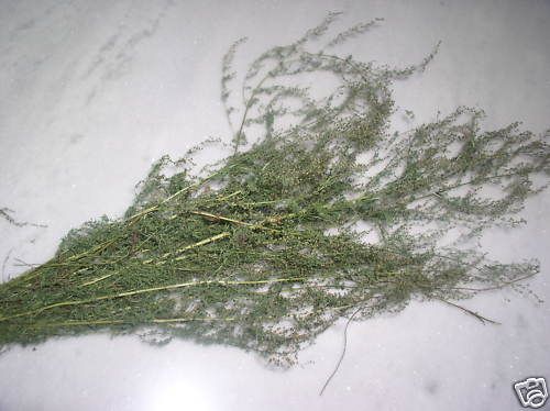 10,000 SAGEWORT Artemisia Annua SWEET WORMWOOD seeds  