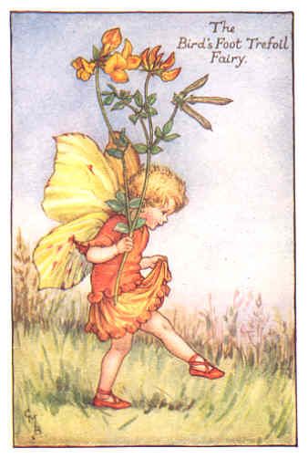 FLOWER FAIRIES CORNFLOWER. C.BARKER.c1940s. Old print  