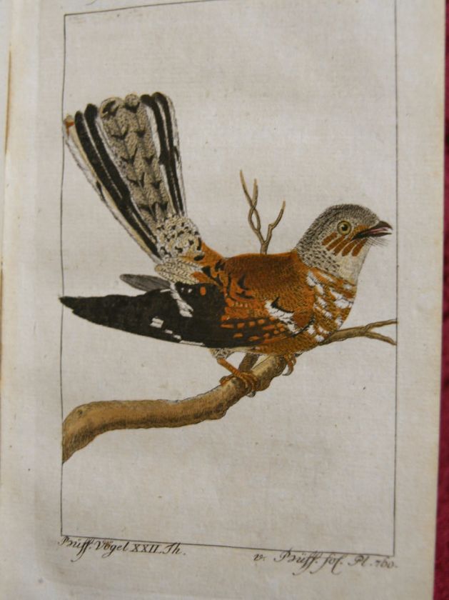 BUFFON HISTOIRE NATURELLE VÖGEL SCHWALBEN 1795 #C137S  