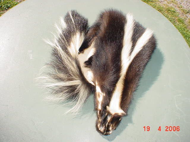 Huge South Dakota Skunk pelt tanned trapper fur/hide/skin 