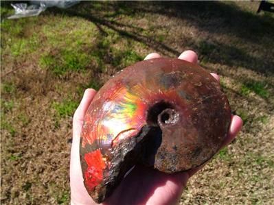 VENTA 5.5 de FOSSIL de la AMONITA de Placenticeras Meeki AMMOLITE