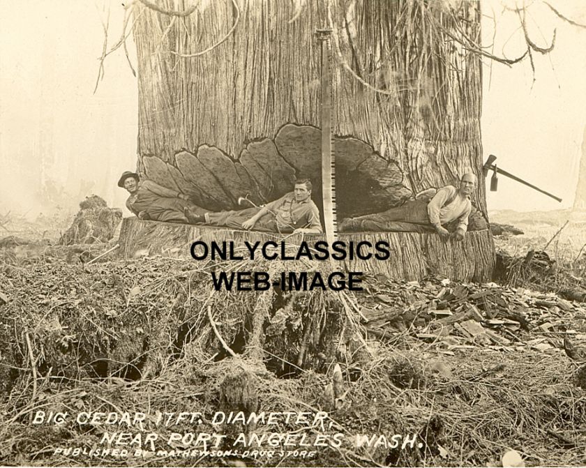 1900s PORT ANGELES WA  LUMBERJACK  CEDAR SEQUOIA PHOTO  