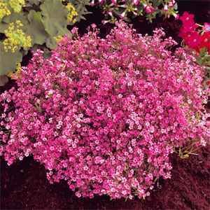 Crimson Babys Breath Seeds~ Amazing Fast Bloomers  