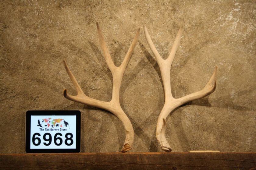 6968 Mule Deer Antlers Taxidermy Mount Horns  