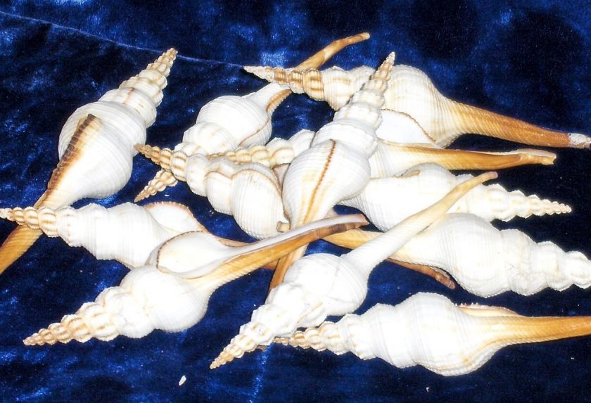 SPINDLE SEA SHELLS FUSINUS COLUS BEACH DECOR CRAFT NAUTICAL 