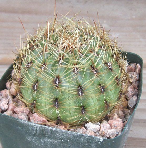 Oroya peruviana Fat Head South American Cactus 10  