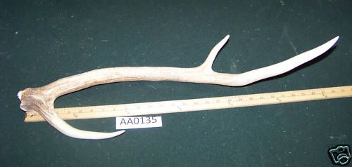 Axis Deer Shedcane,horns,pens,Antlers Ranch, Tx AA0135  