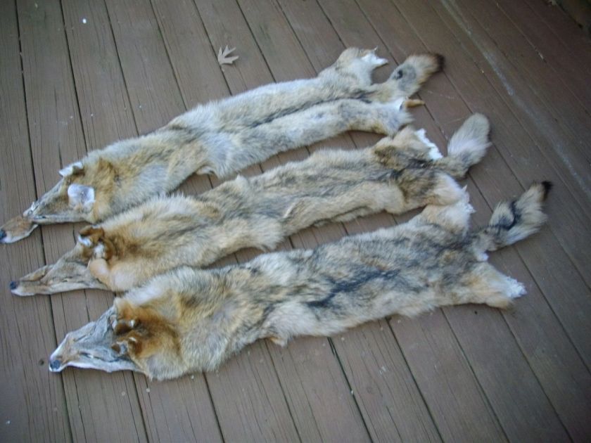   COYOTE   BRUSH WOLF FURS HIDE PELT SKIN TAXIDERMY LOG CABIN DECOR