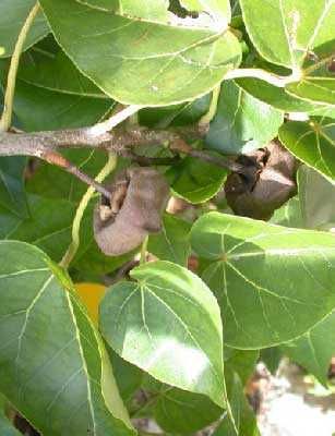 Thespesia populnea   Portia Tree   10 seeds  