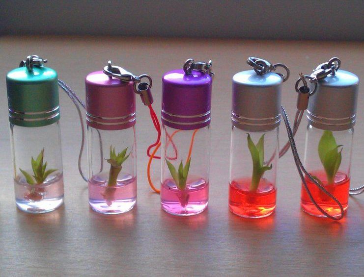 10 Pack Real Growable Lucky Bamboo Pet Plant In a Bottle Keychain 