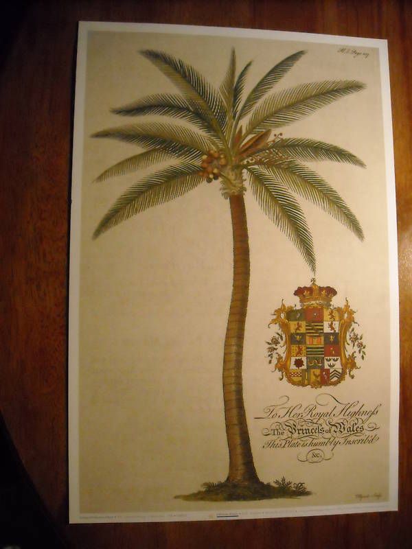 BOTANICAL PALM PRINTS FROM GEORG DIONYSIUS EHRET GDE03  