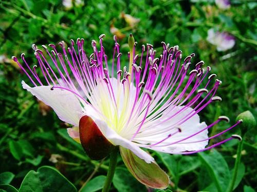 Capparis spinosa Spineless Caper seeds ES 66  