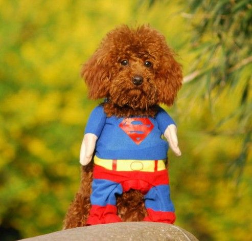 Pet Dog Clothes Costumes Superman Suit size XS/S/M/L/XL  