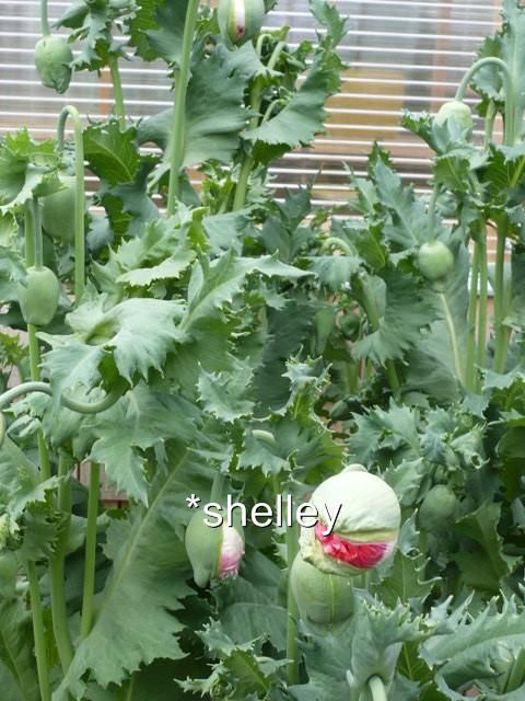 Pink Fringe Pom Pom Papaver Somniferum Poppy Seeds  