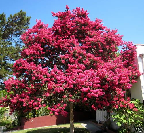 Crape Myrtle, Lagerstroemia indica, Tree Seeds  