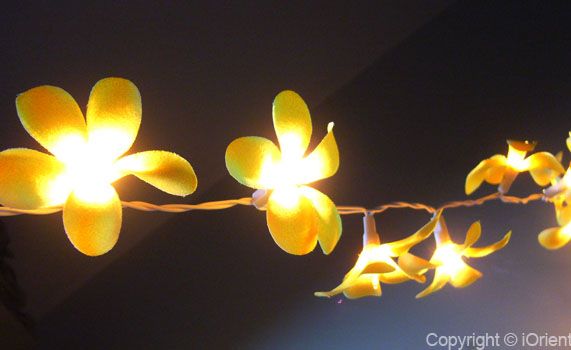 8M FRANGIPANI FAIRY LIGHTS/STRING LIGHTS PARTY/HOME/BBQ  